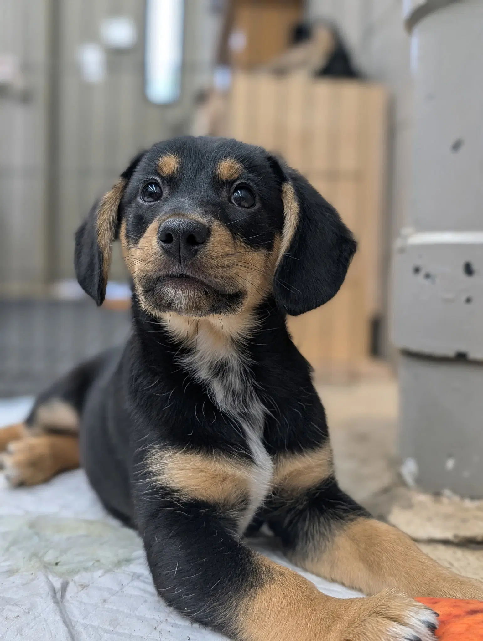 Puppy Cade image 2