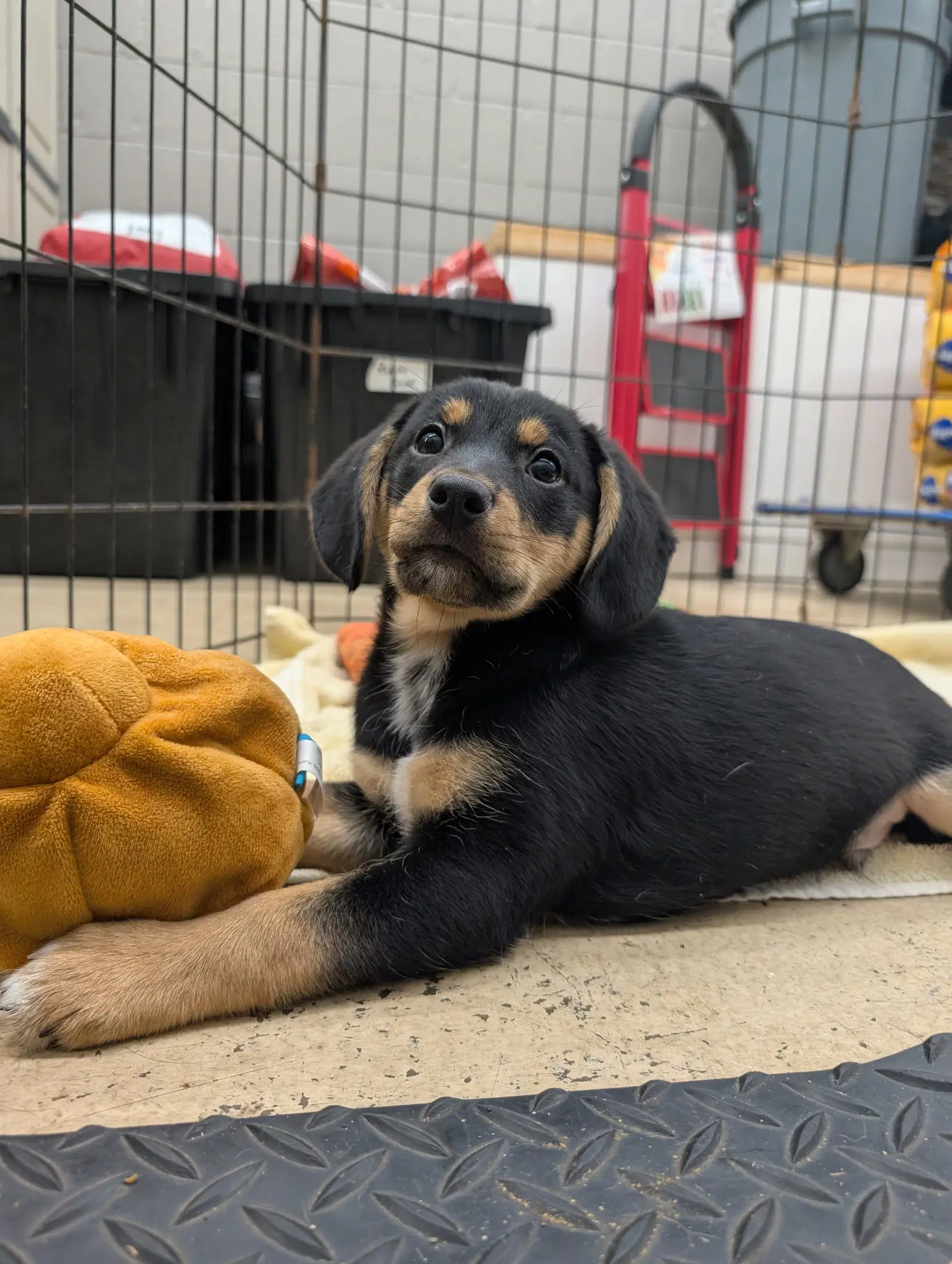 Puppy Cade image 3