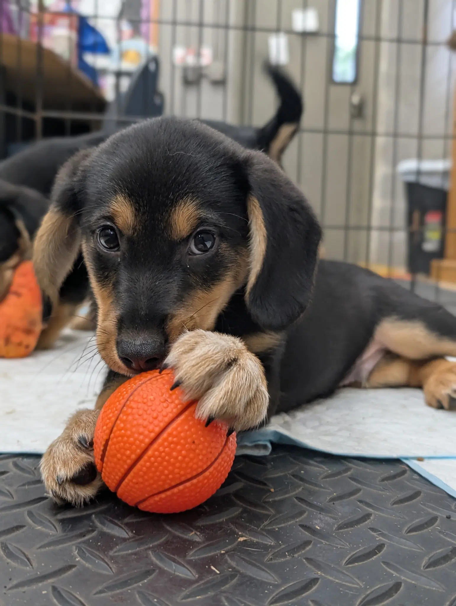 Puppy Meatball - Beagle