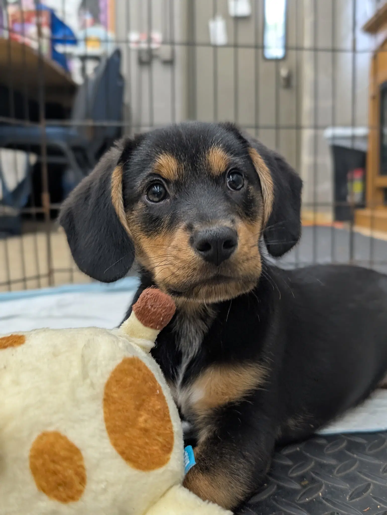 Puppy Meatball image 2