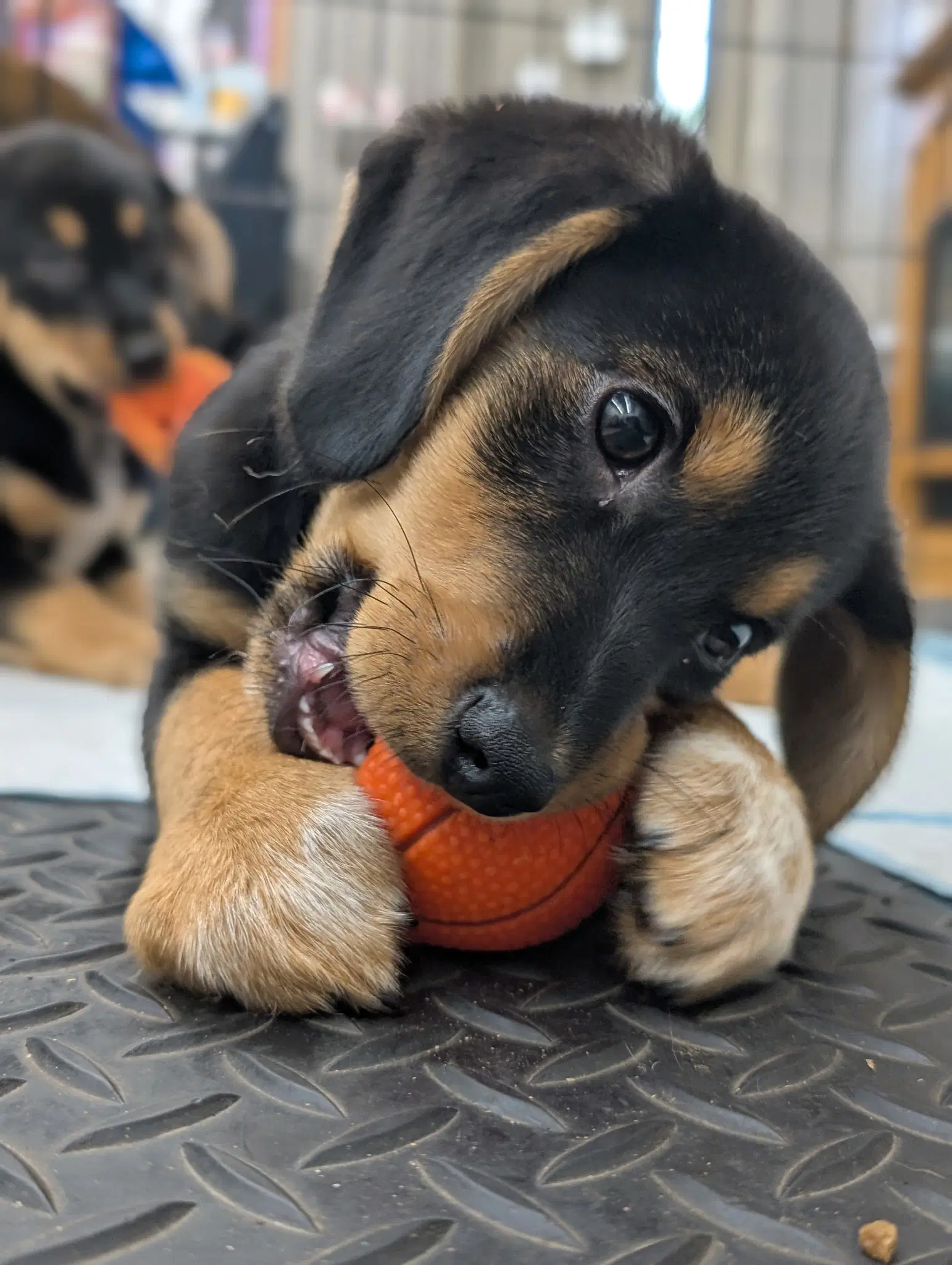 Puppy Meatball image 3