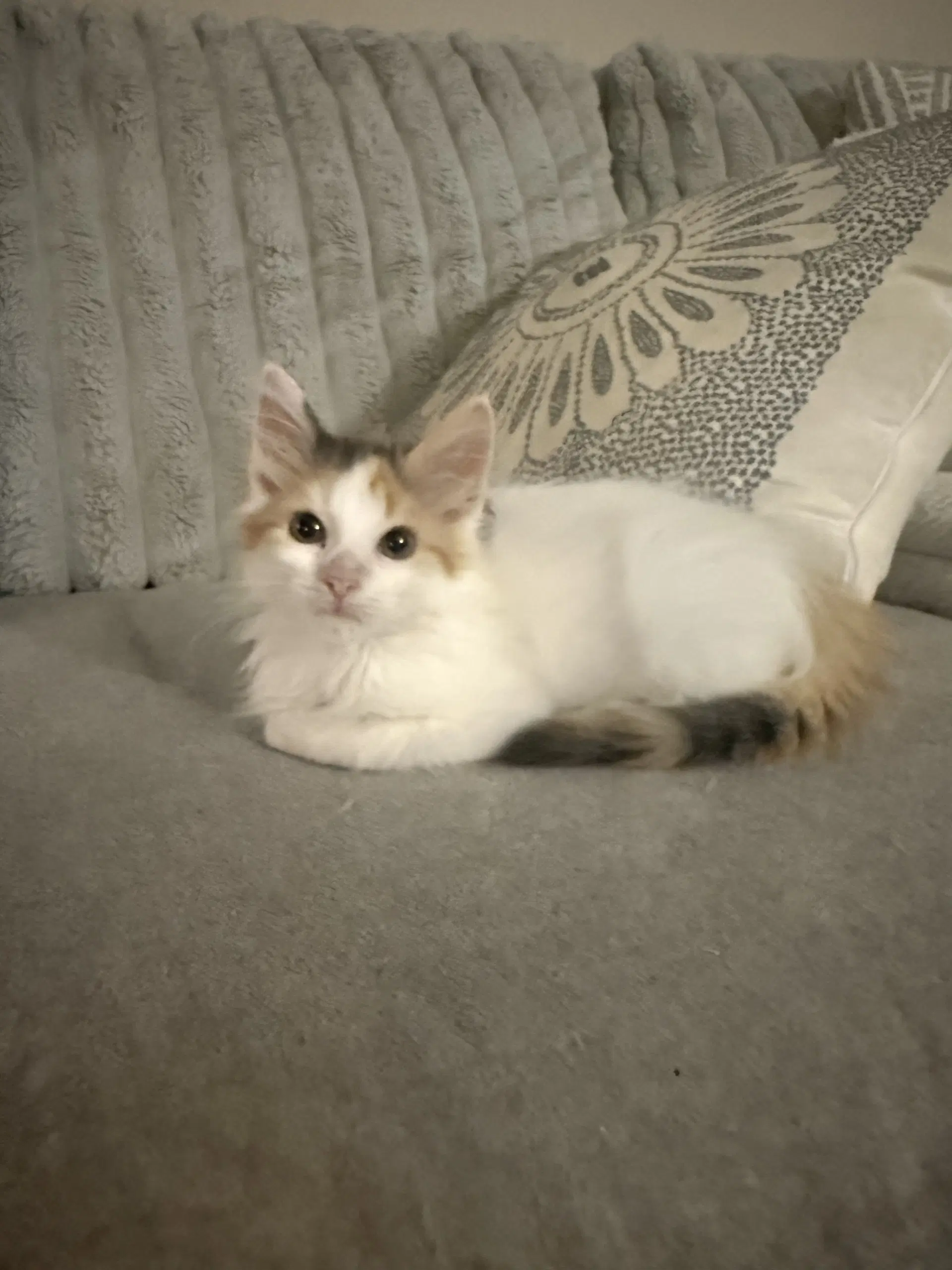 Kitten Furby - Domestic Long Hair