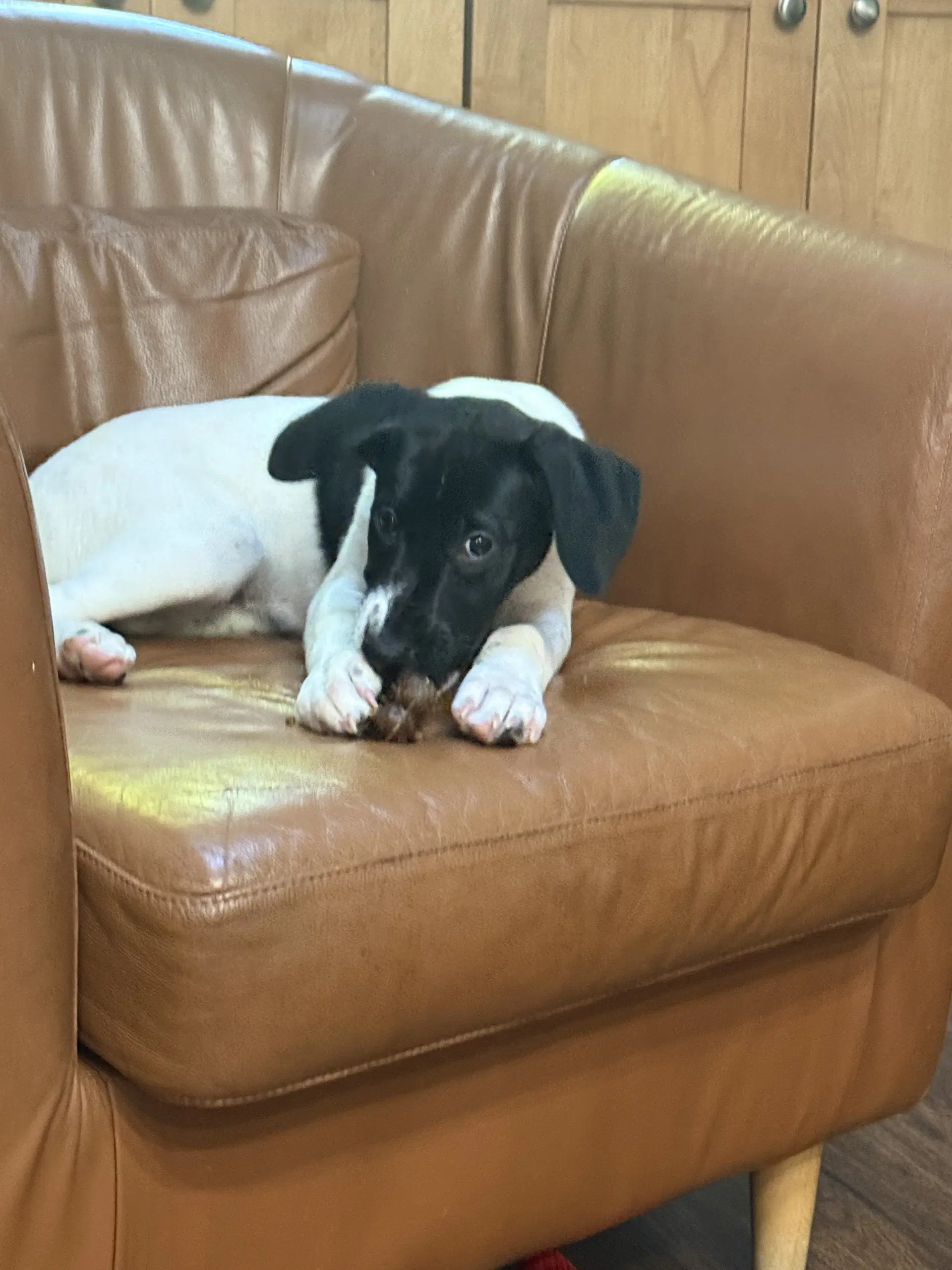 Nellie image 2