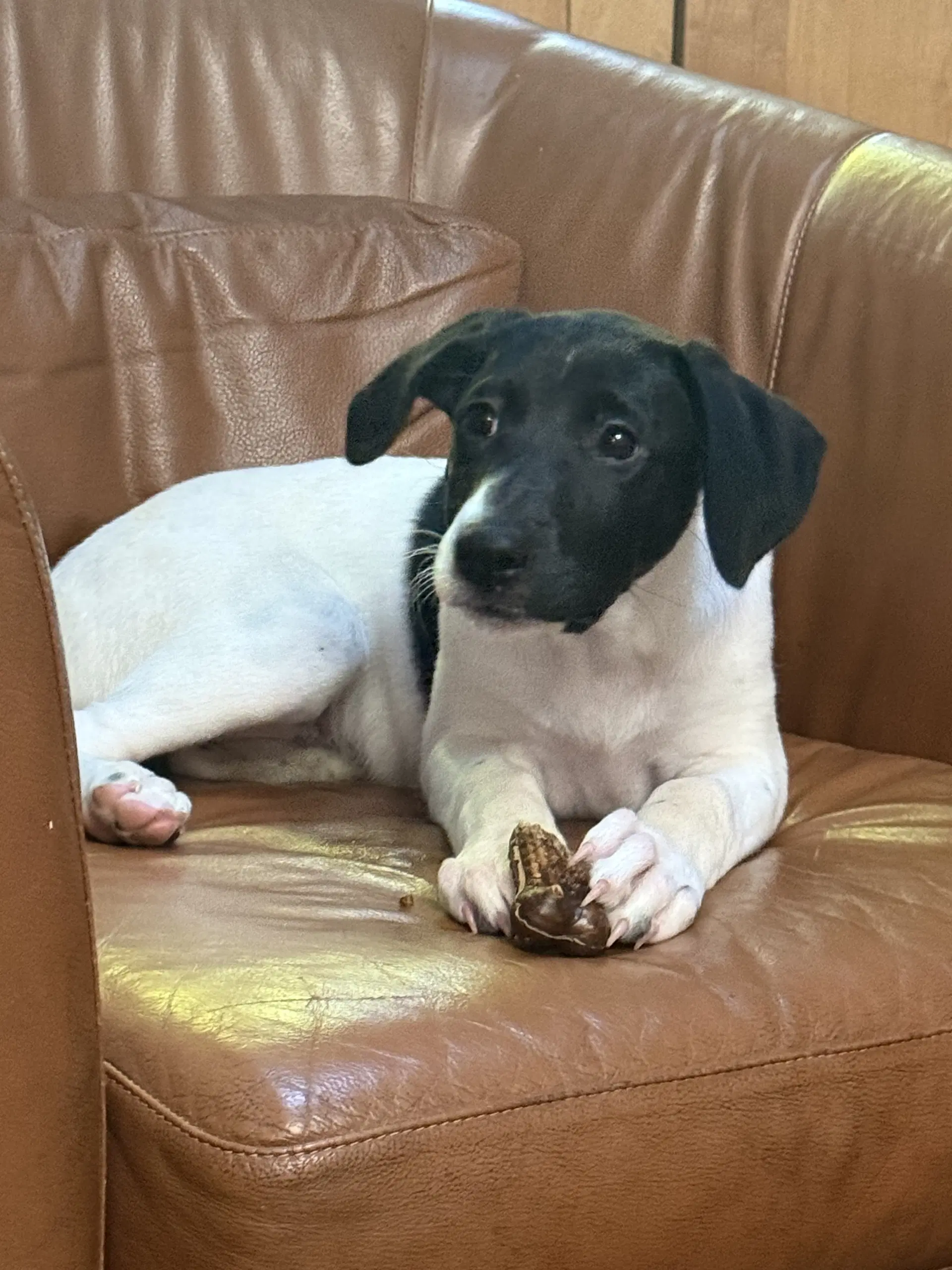 Nellie - German Shorthaired Pointer