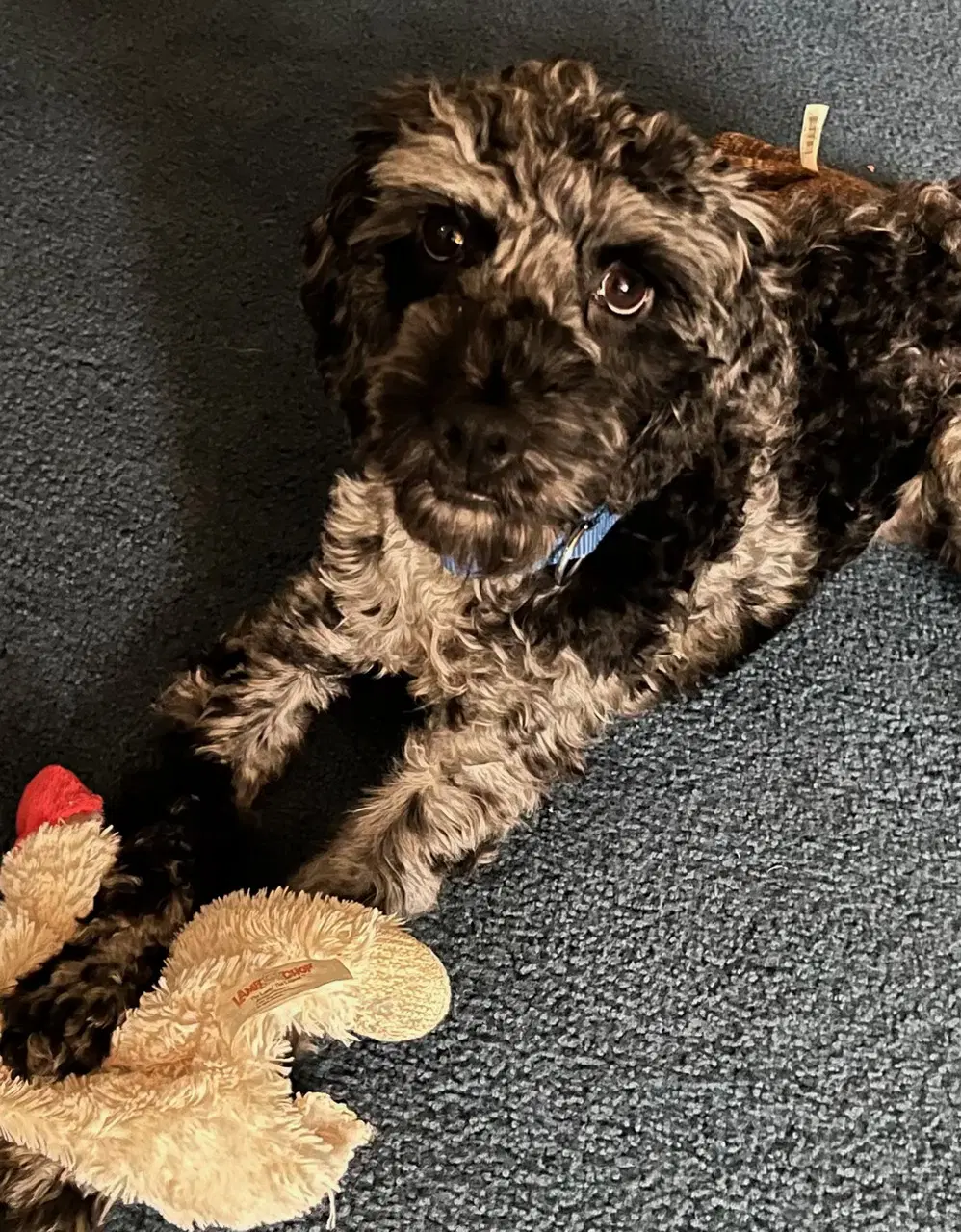 Ace - Poodle (Miniature)