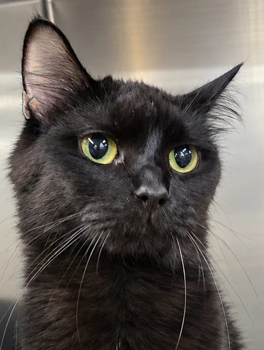 Susan - Domestic Medium Hair