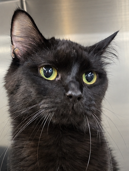 Susan, a cat for adoption from Paws and Prayers