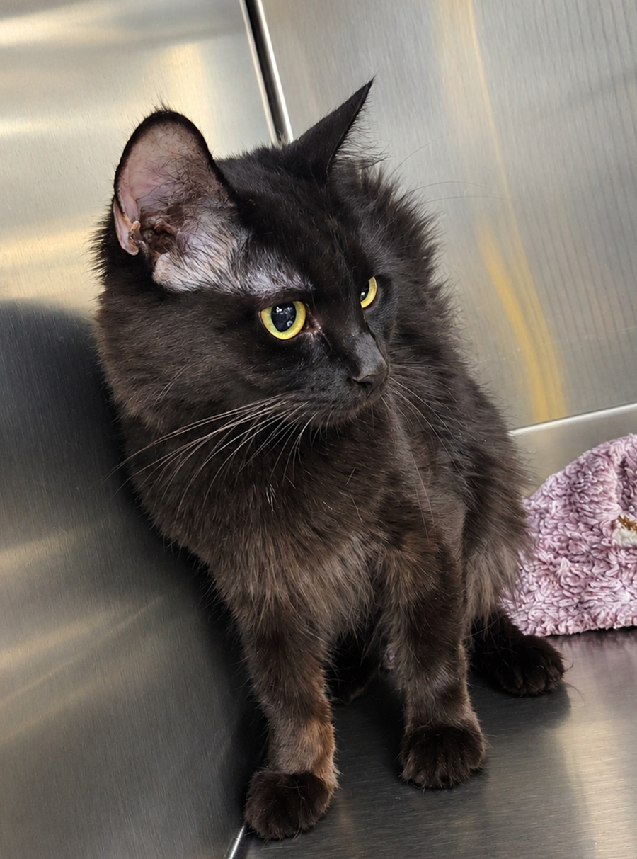 Susan at Montrose Petsmart!, photo 4