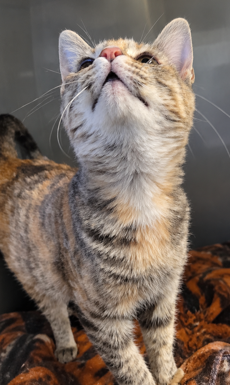 Kitten Trapeze, photo 2