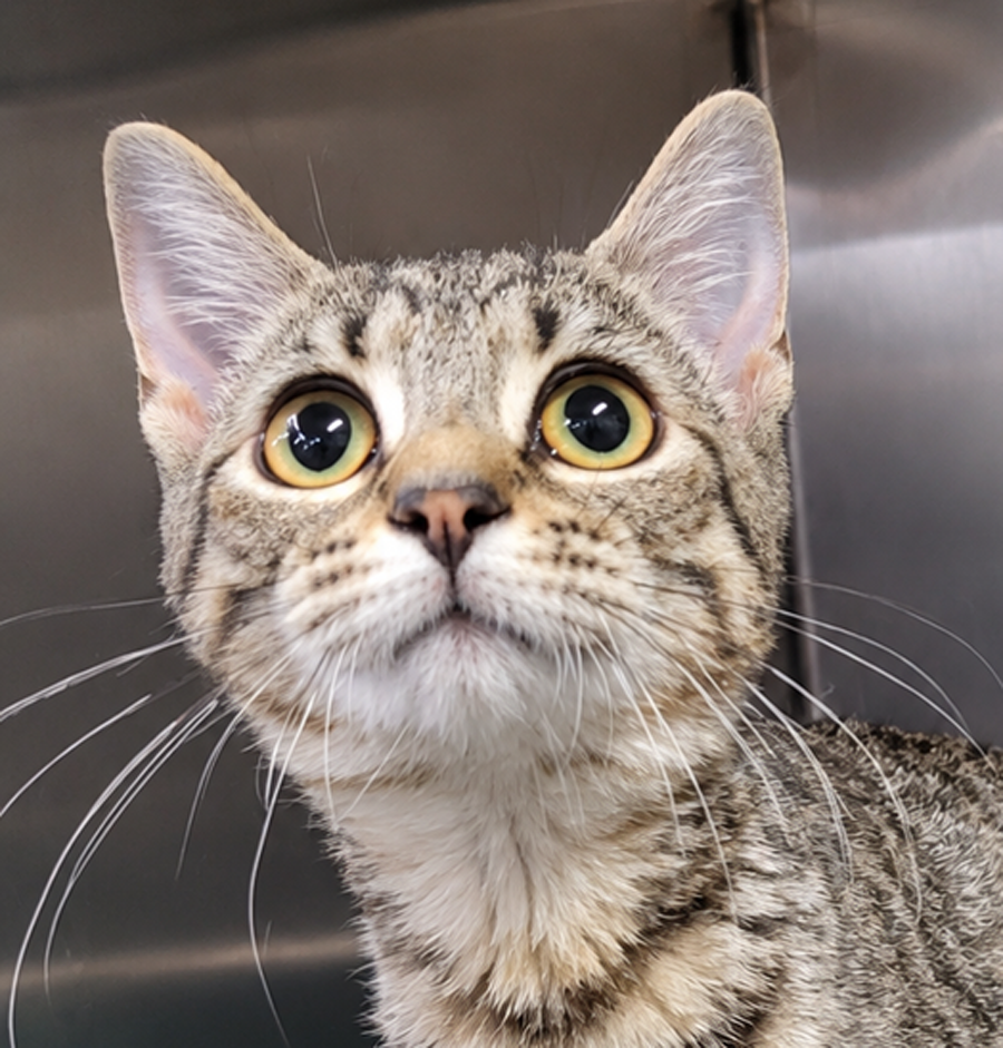 Kitten Stamp, Domestic Short Hair