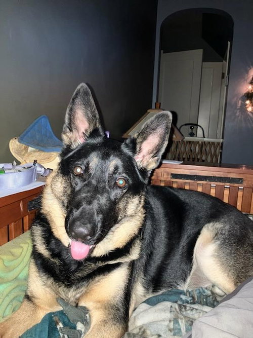 Estelle, a dog for adoption from Paws and Prayers