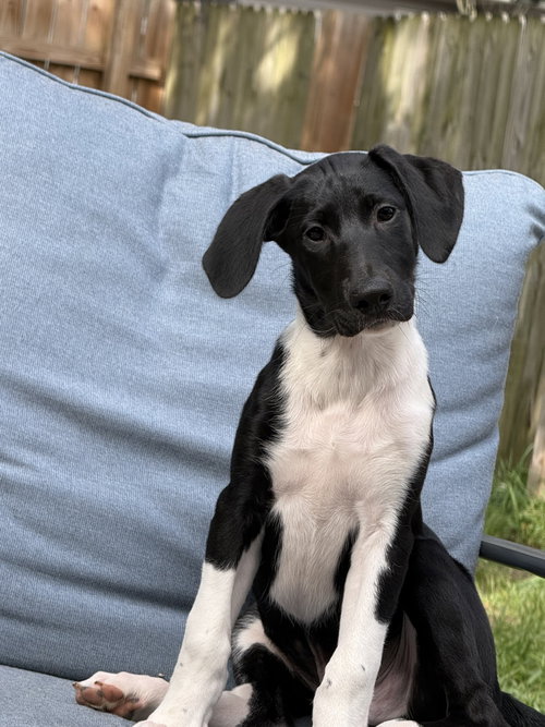 Puppy Hank, a dog for adoption from Paws and Prayers