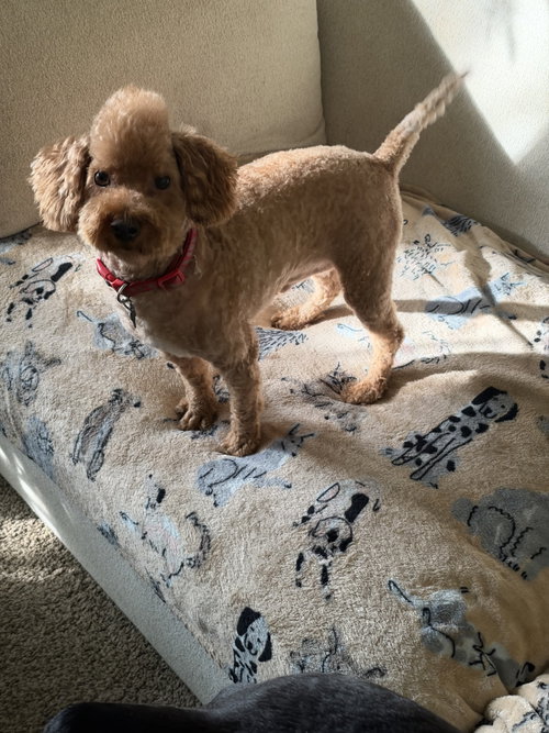 Loki, a dog for adoption from Paws and Prayers