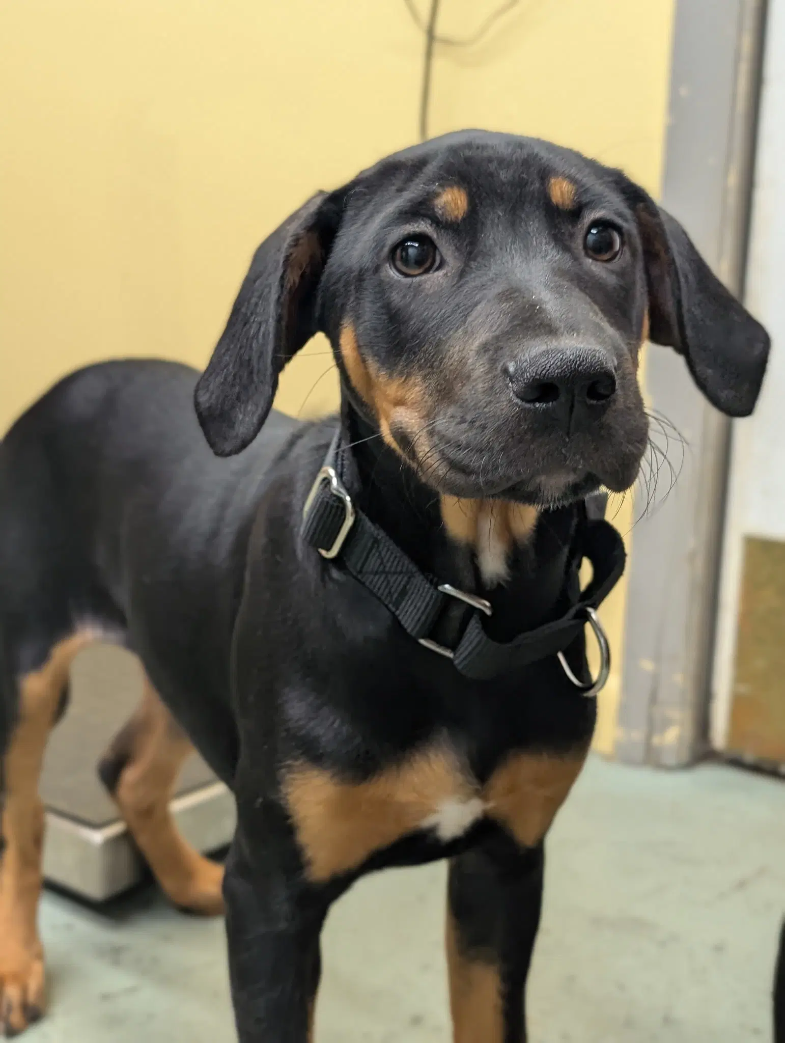 Puppy Aspen - Hound