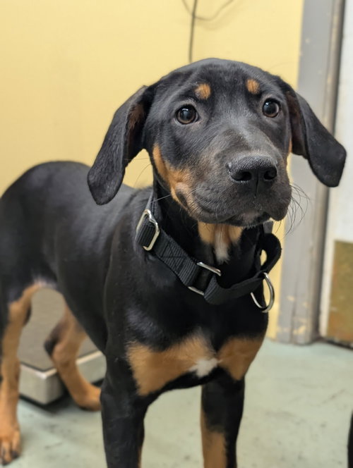 Puppy Aspen, a dog for adoption from Paws and Prayers