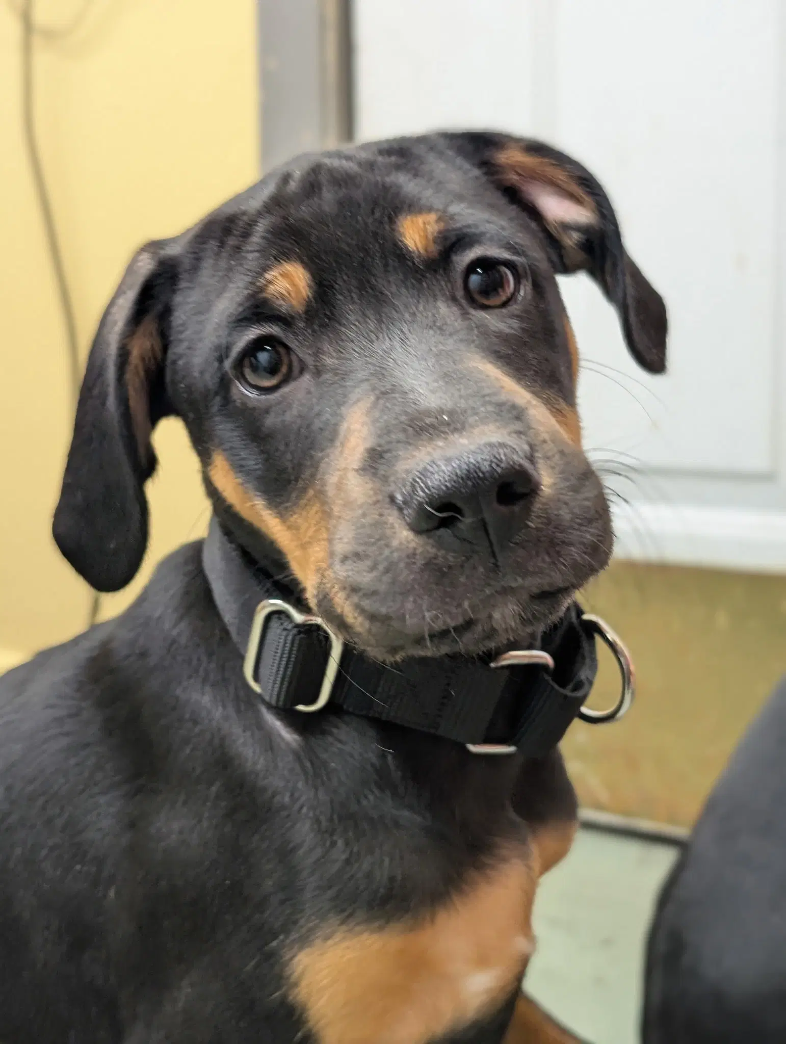 Puppy Cider - Hound