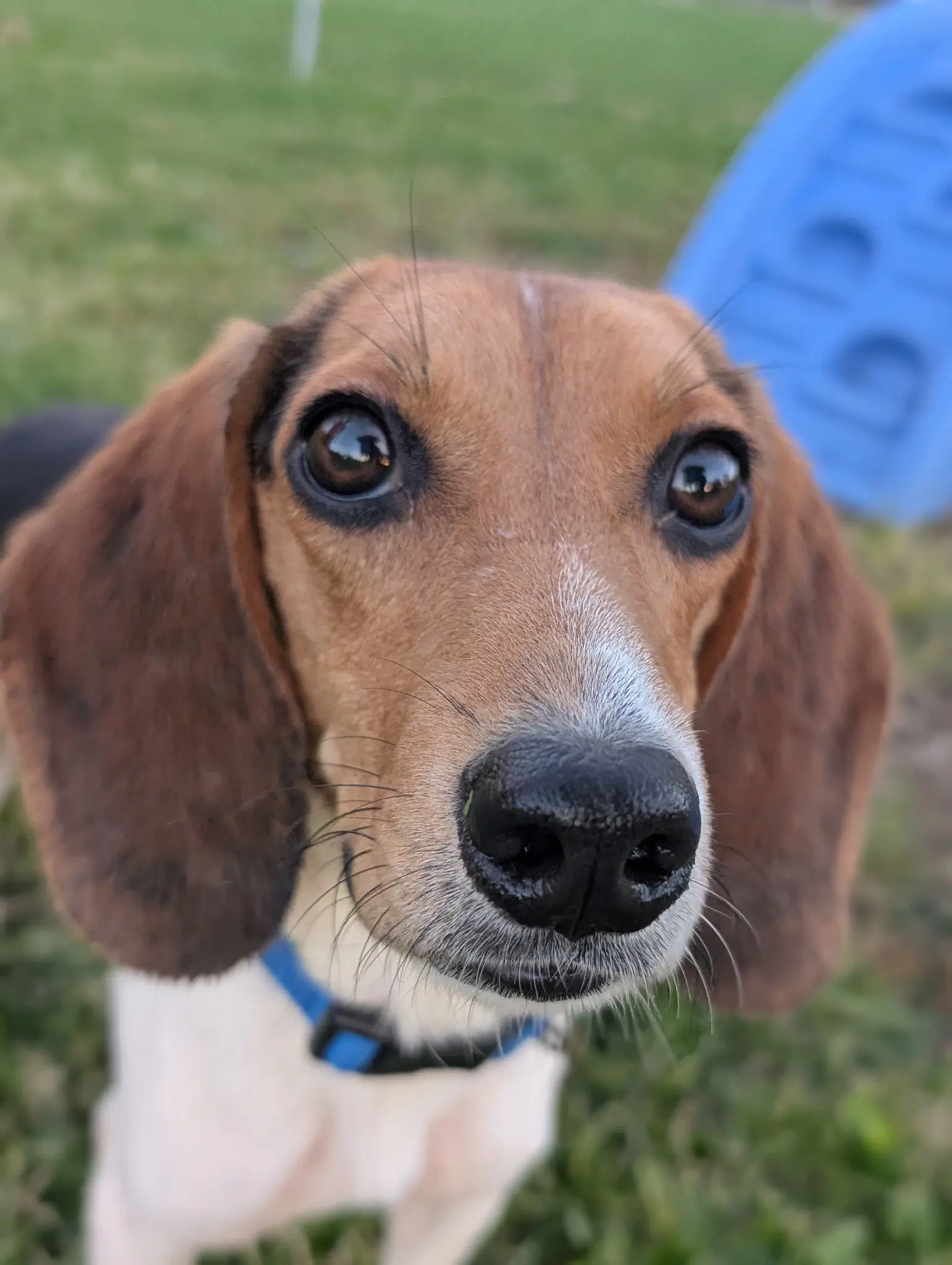 Madison - Adoption Pending image 2