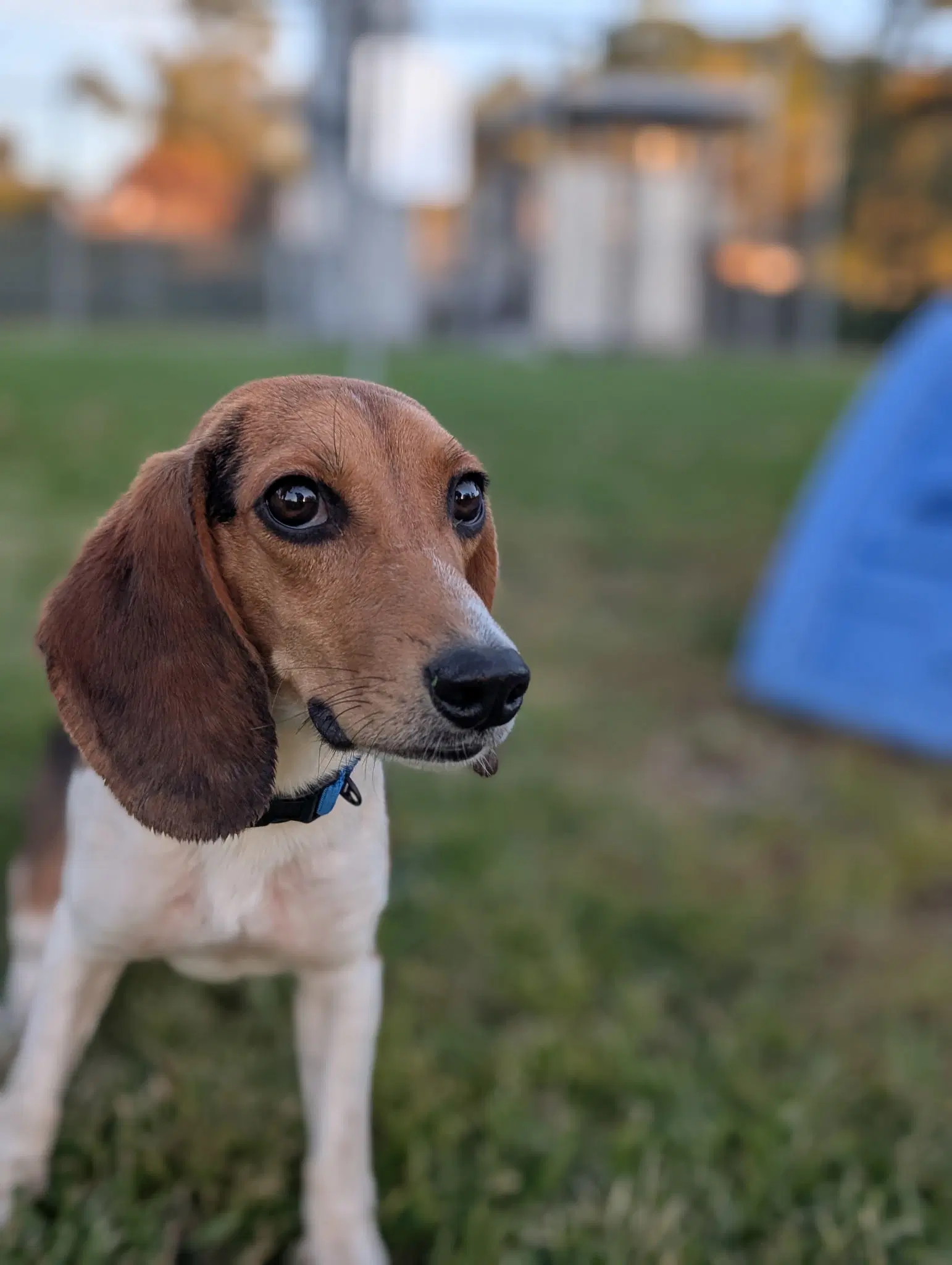 Madison - Adoption Pending image 3