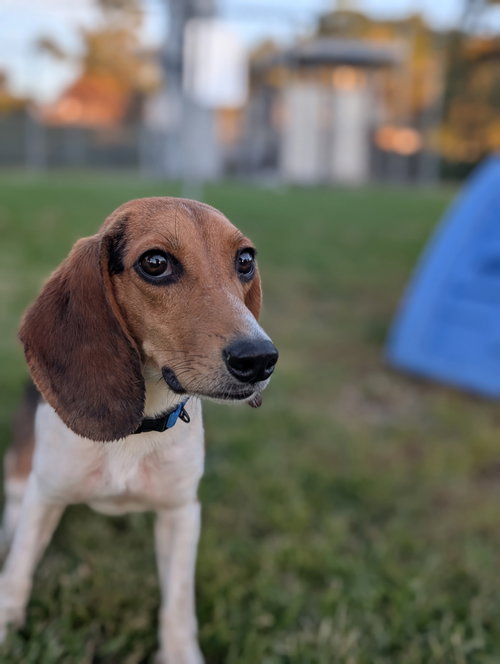 Photo 3 of Madison - Adoption Pending