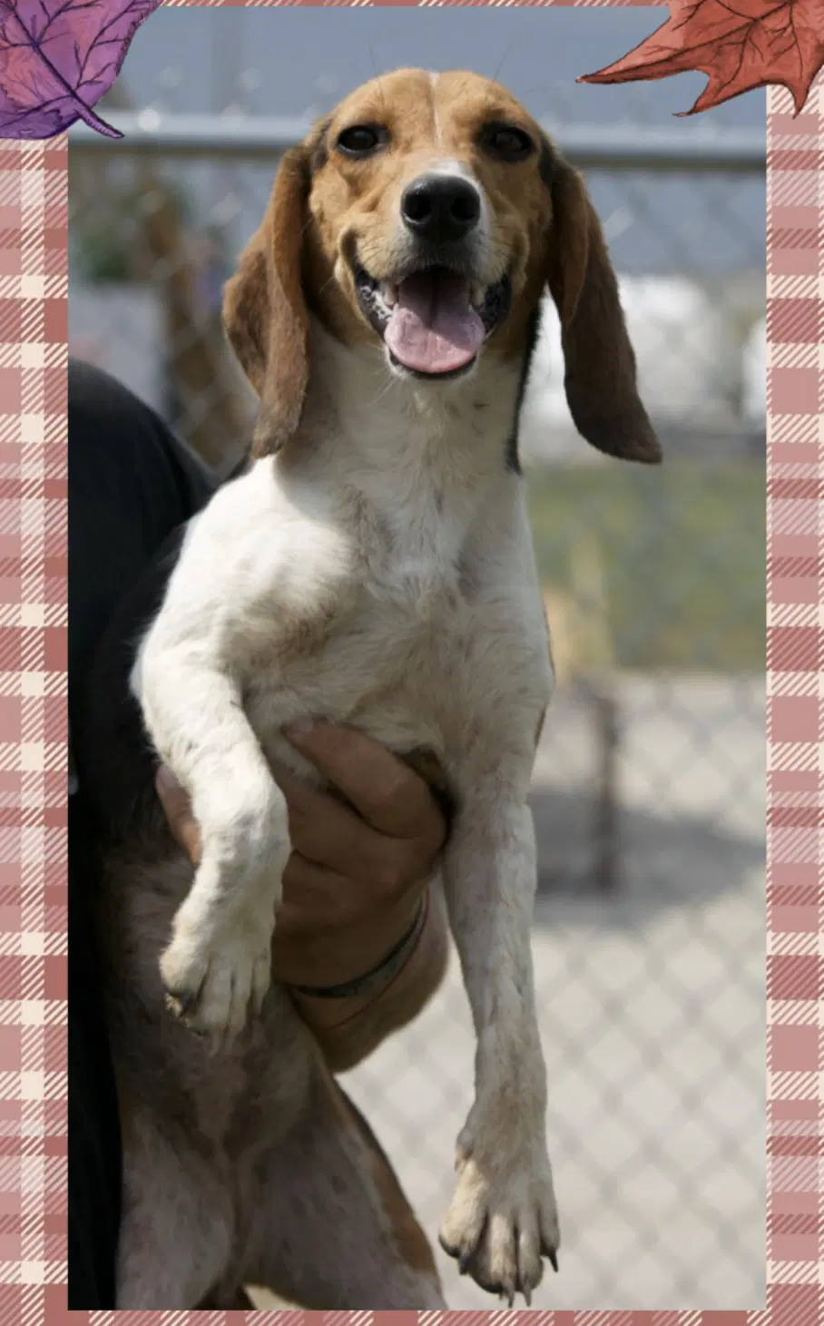 Madison - Adoption Pending - Beagle
