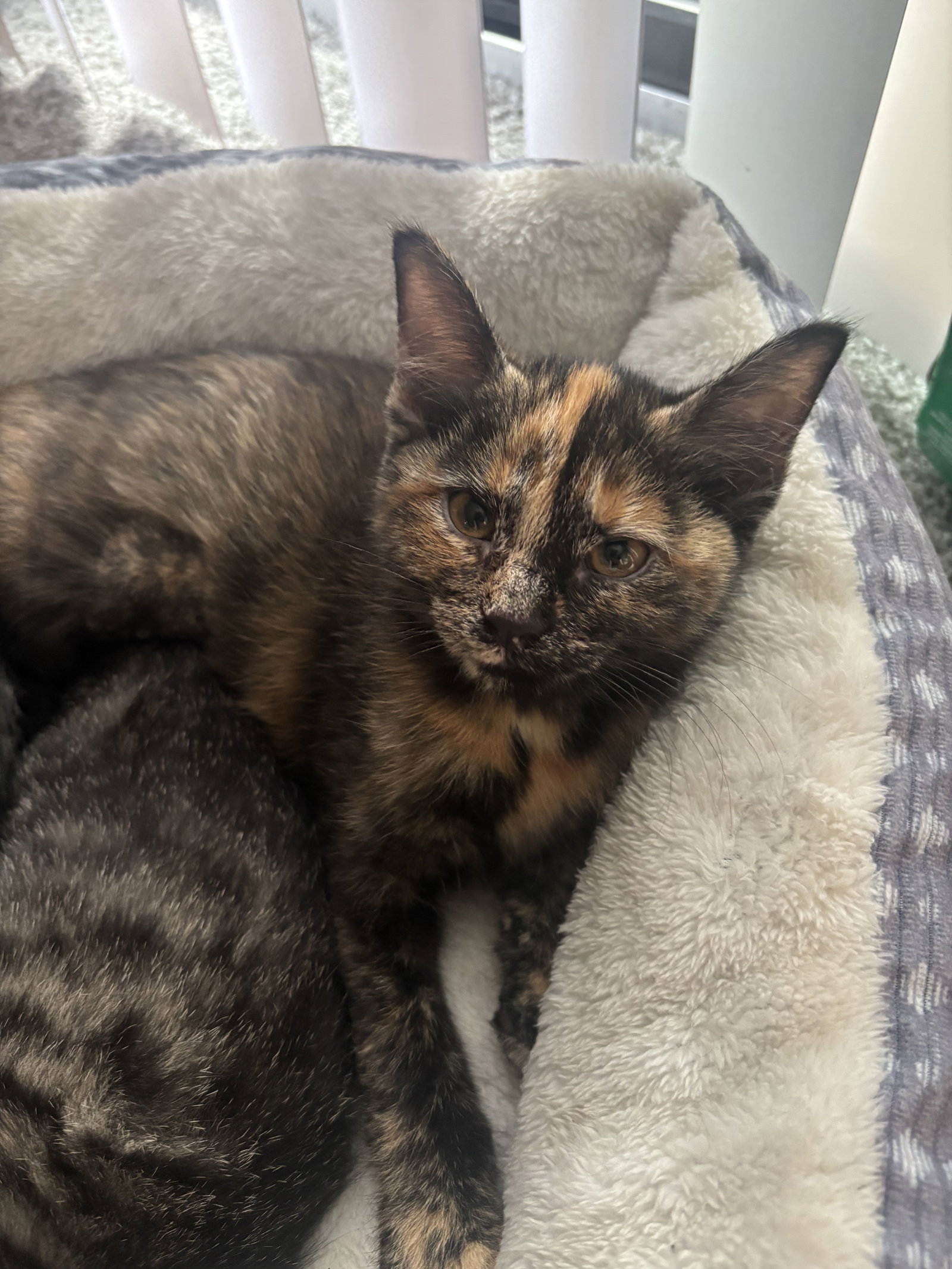 Kitten Peach