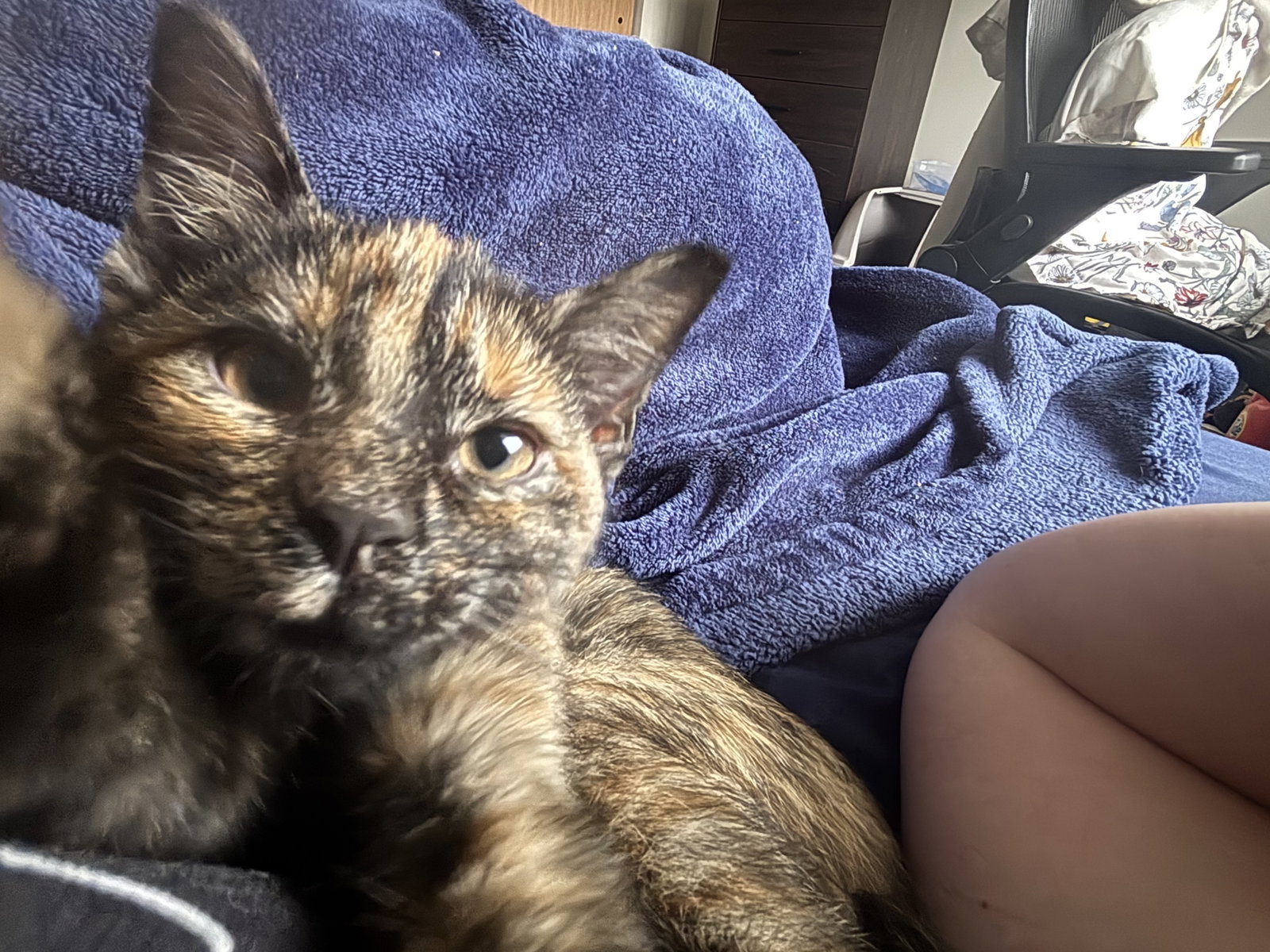 Kitten Peach, photo 4