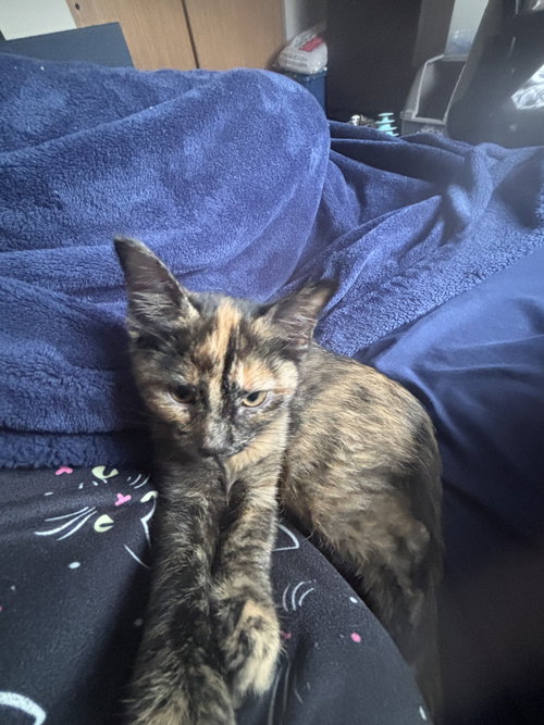 Photo 3 of Kitten Peach *FIV+*