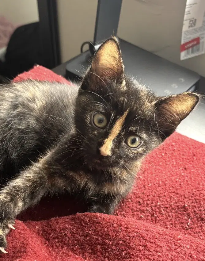 Kitten Luna Fiv - Domestic Short Hair