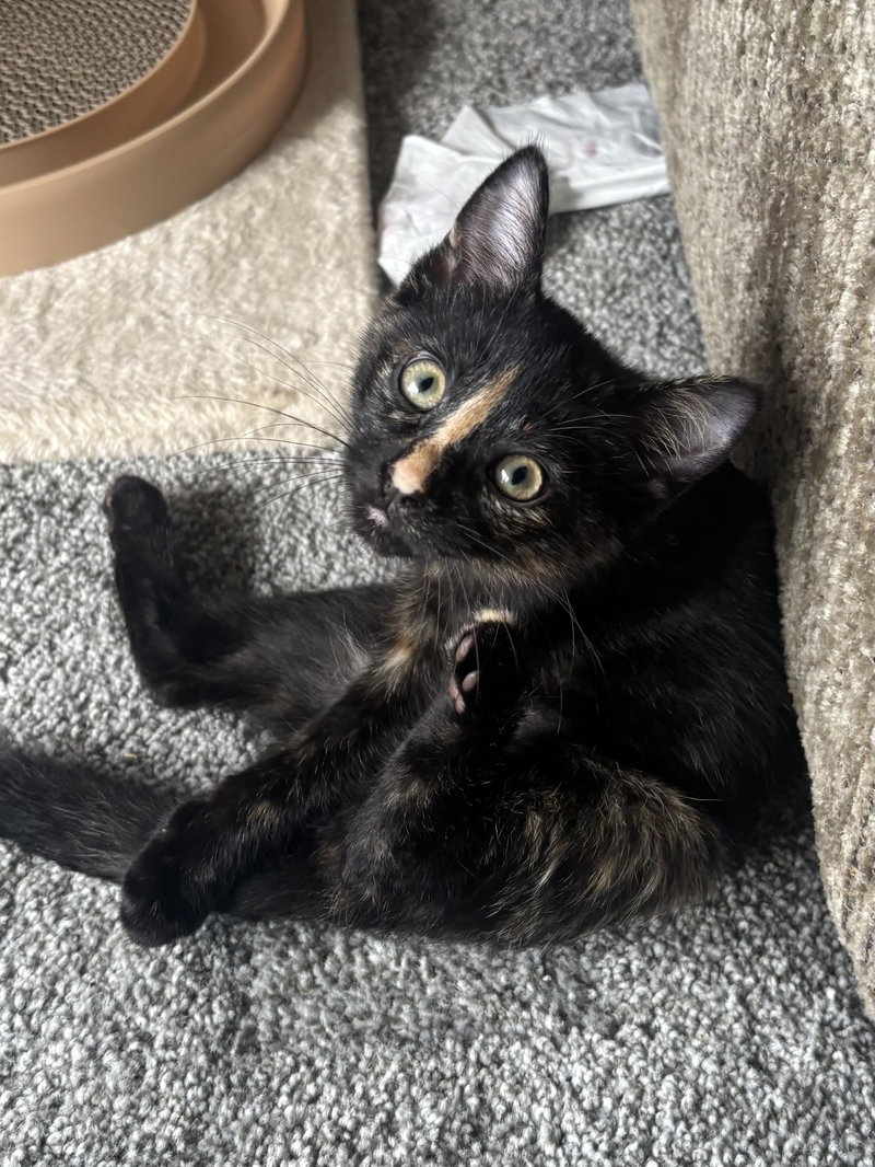 Kitten Luna, photo 2