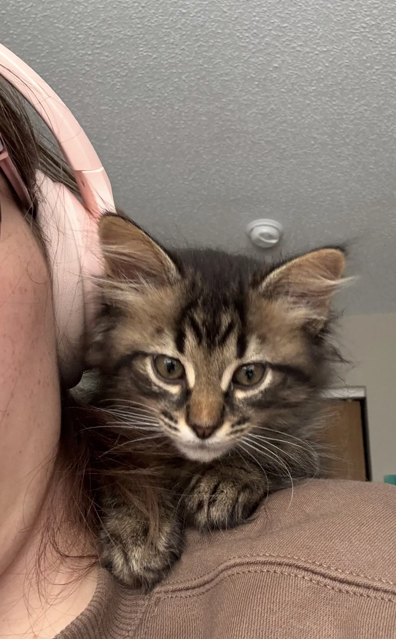 Kitten Toad Fiv - Domestic Medium Hair