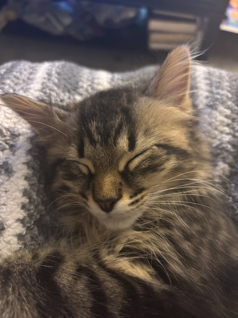Kitten Toad, photo 3