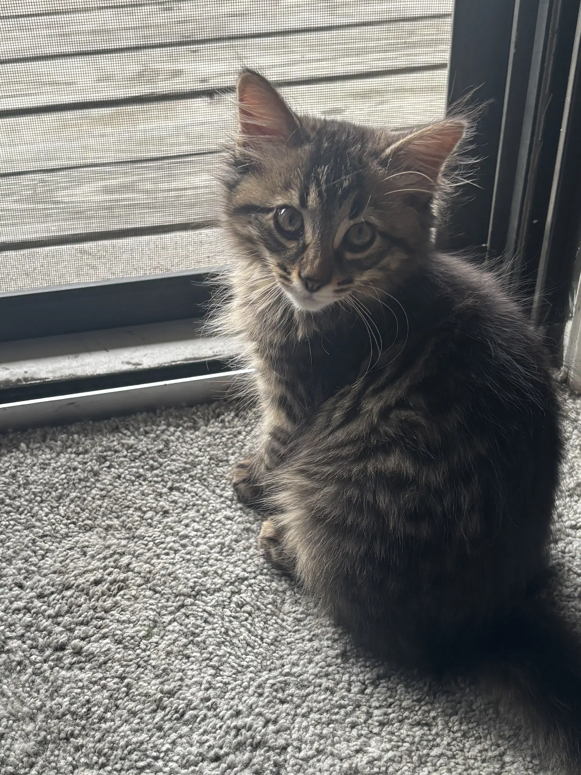 Kitten Toad Fiv image 2
