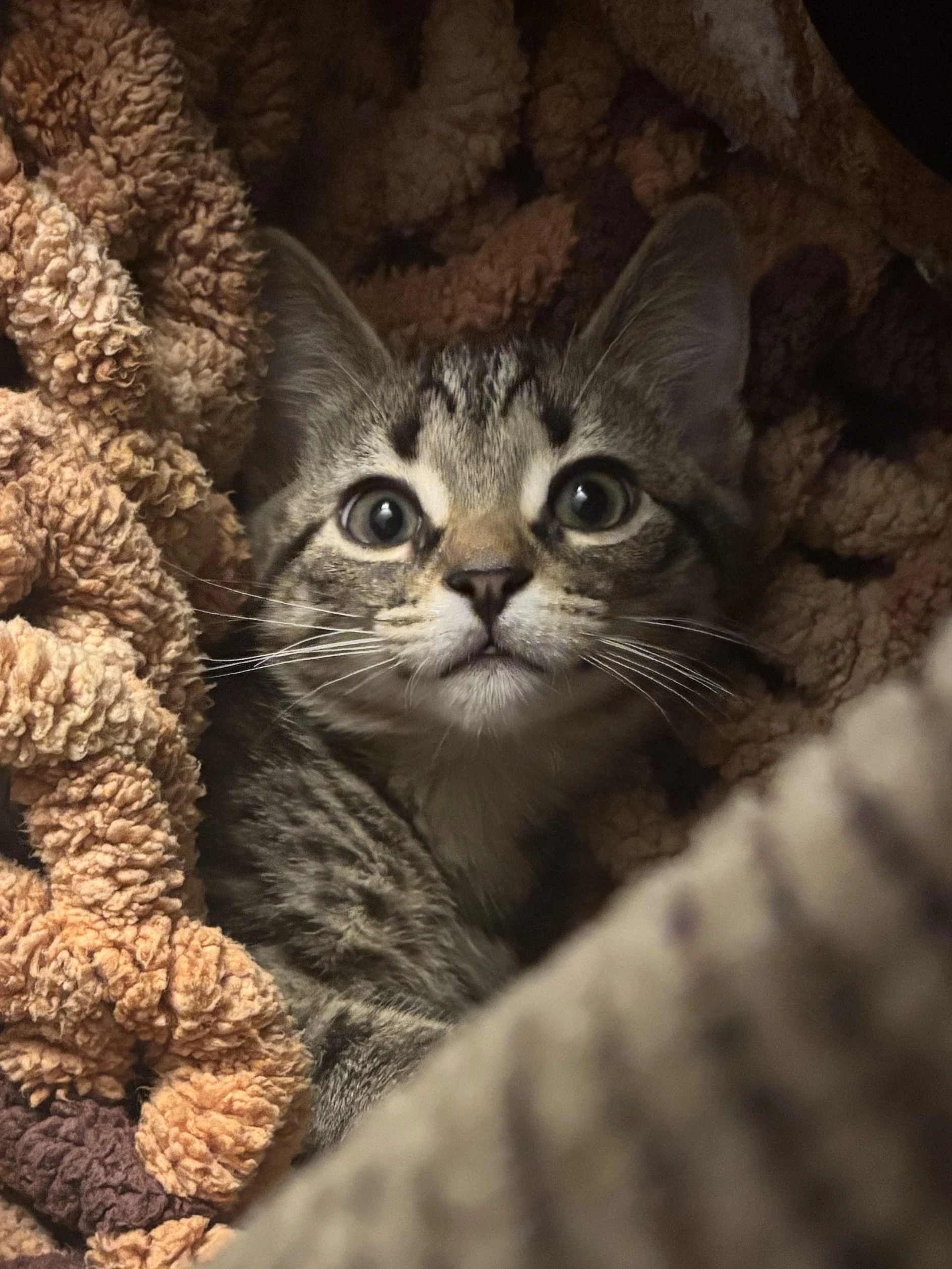 Kitten Yoshi Fiv