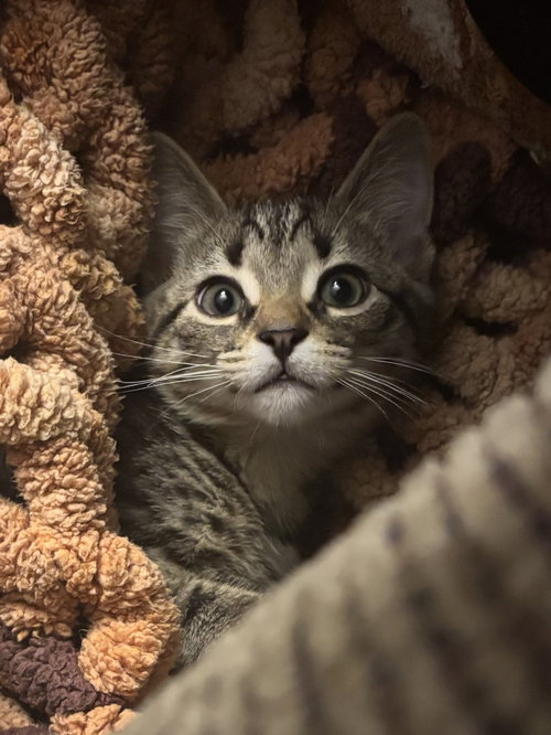 Kitten Yoshi *FIV+*, a cat for adoption from Paws and Prayers