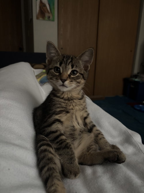Photo 2 of Kitten Yoshi *FIV+*