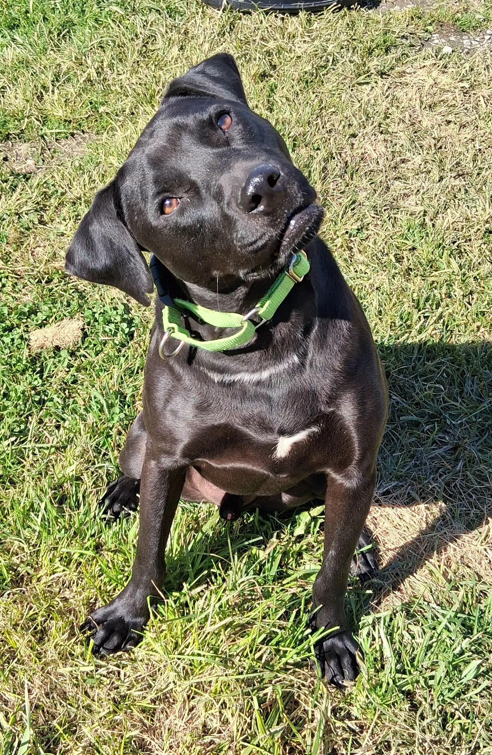 Waffles Has Video image 1