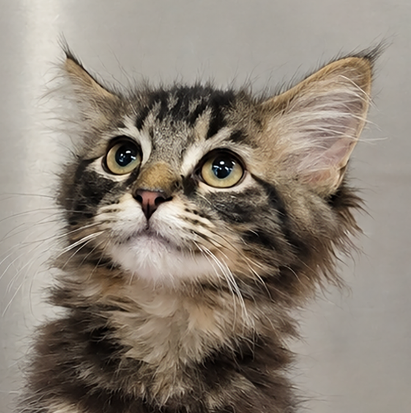 Kitten Tidal, a female kitten up for adoption