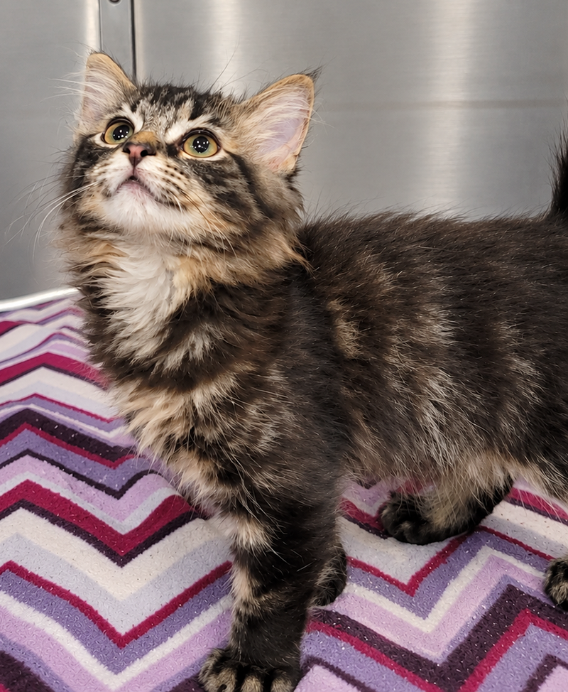 Kitten Tidal, photo 2