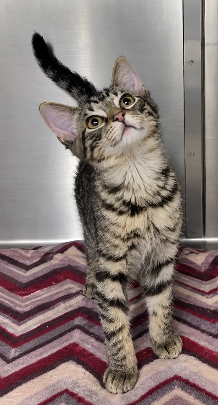 Kitten Wave image 2