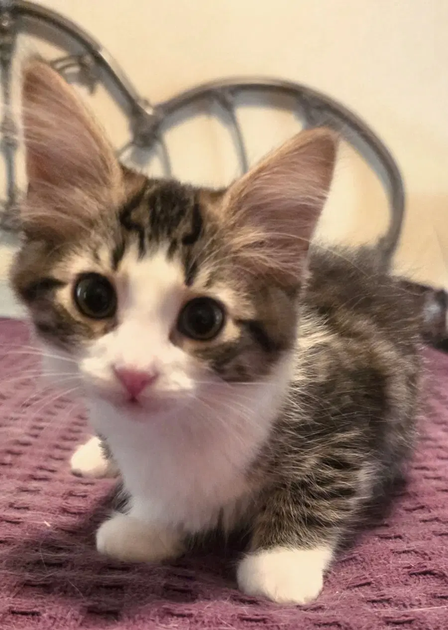 Kitten Rosy - Tabby