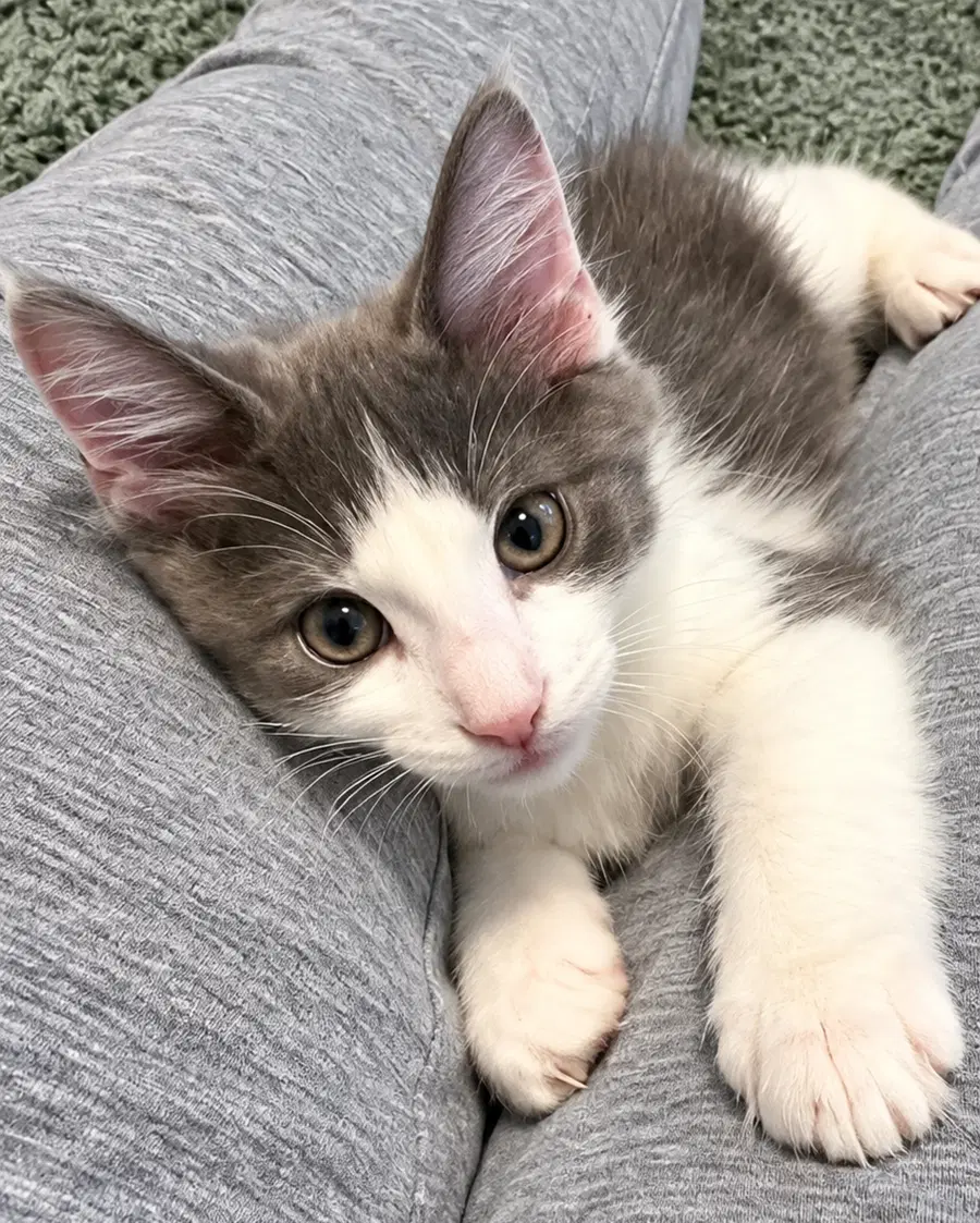 Kitten Cedar - Domestic Short Hair