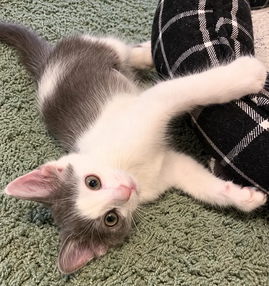 Kitten Lily - Domestic Short Hair