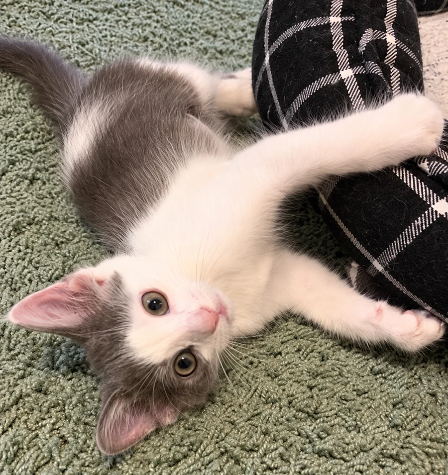 Kitten Lily