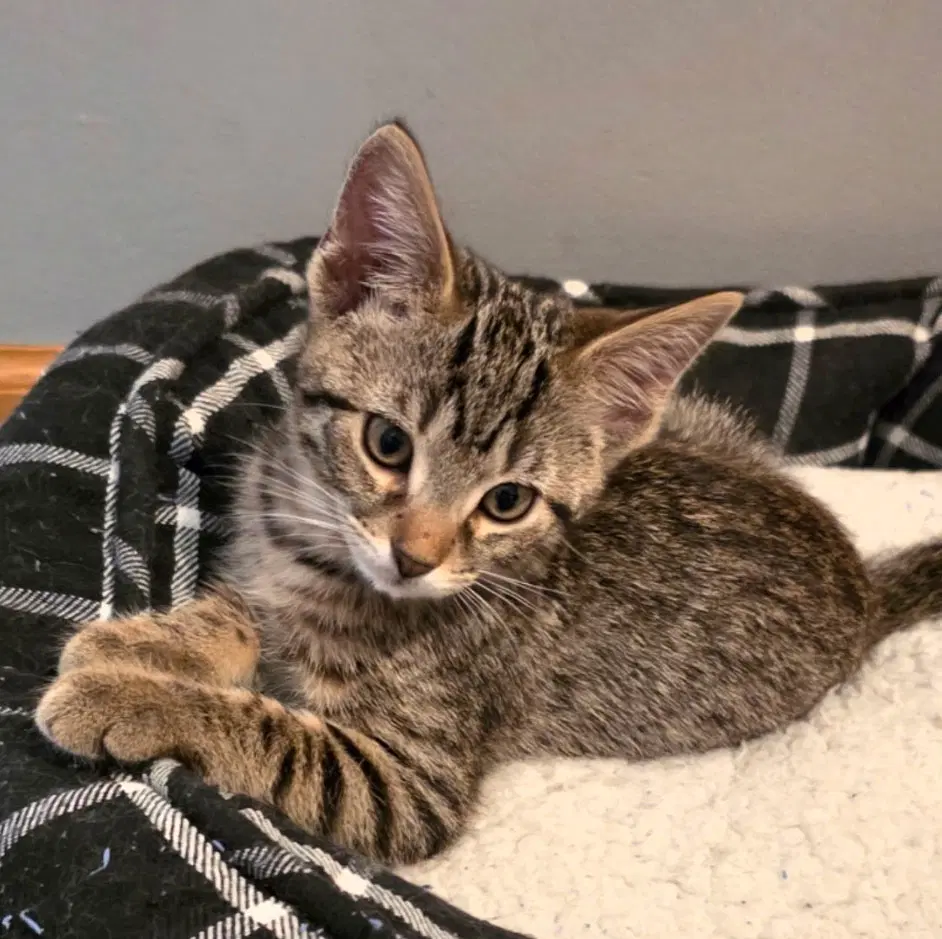 Kitten Daisy - Tabby