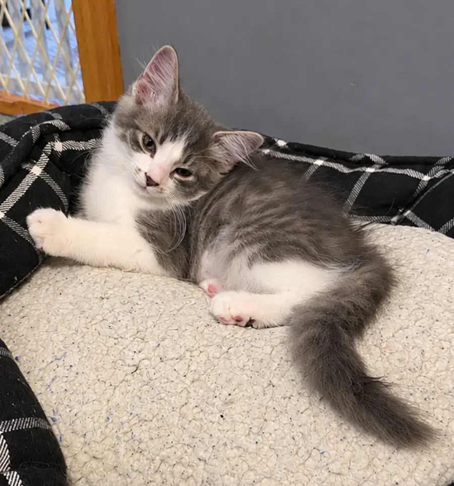 Kitten Aspen - Domestic Short Hair