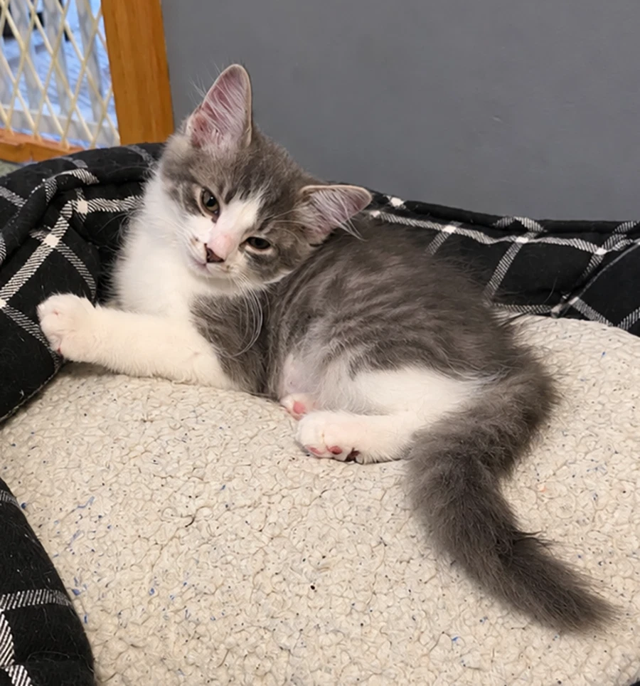 Kitten Aspen