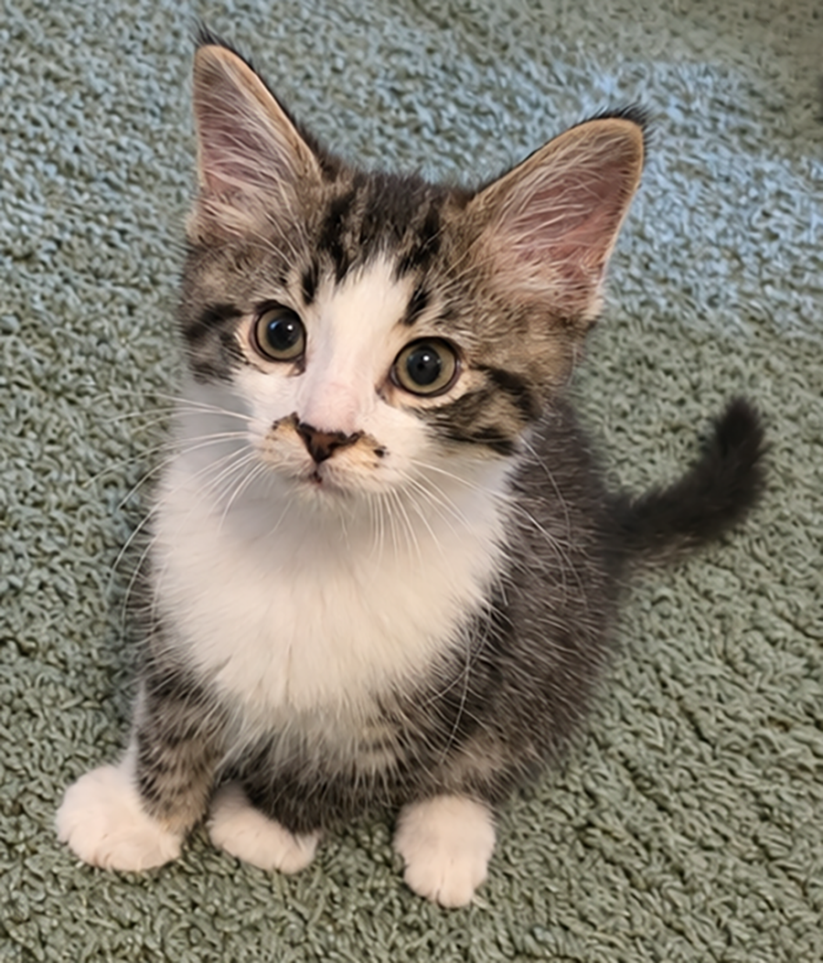 Kitten Birch
