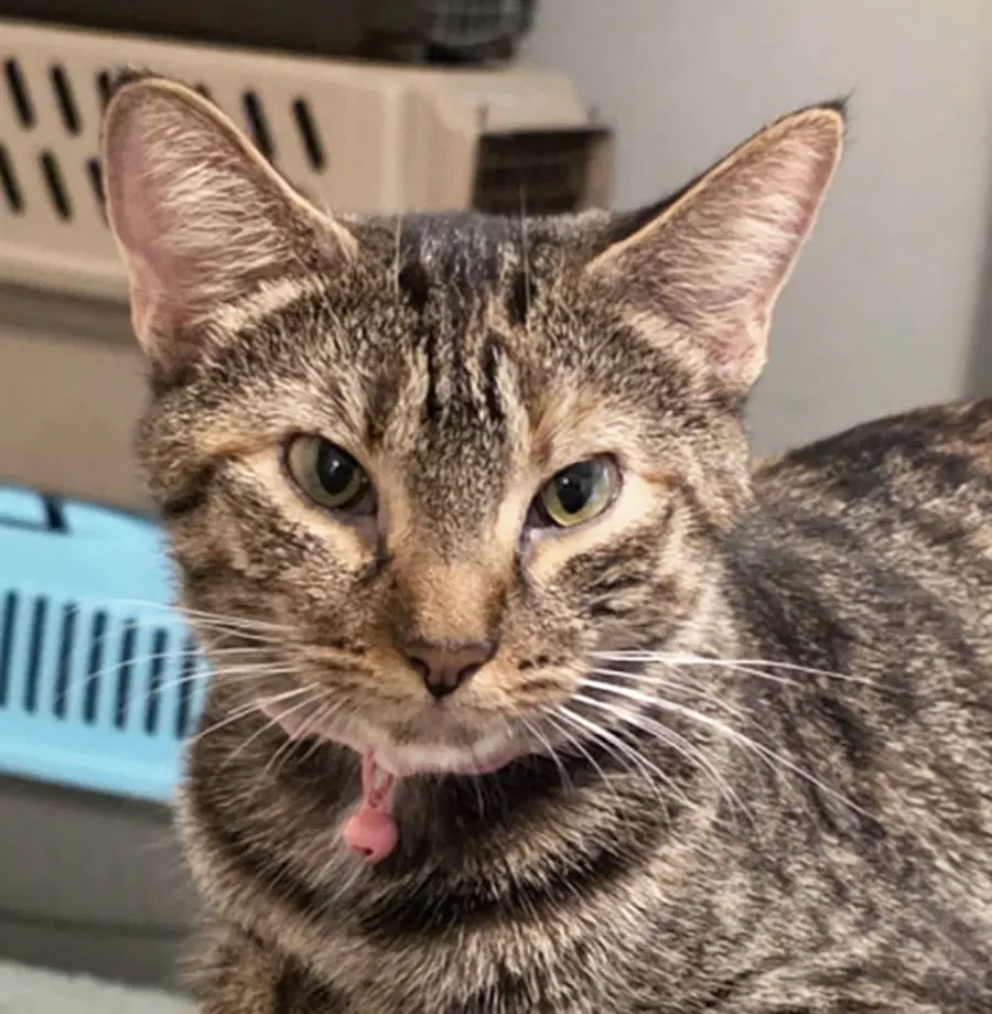 Poppy - Tabby