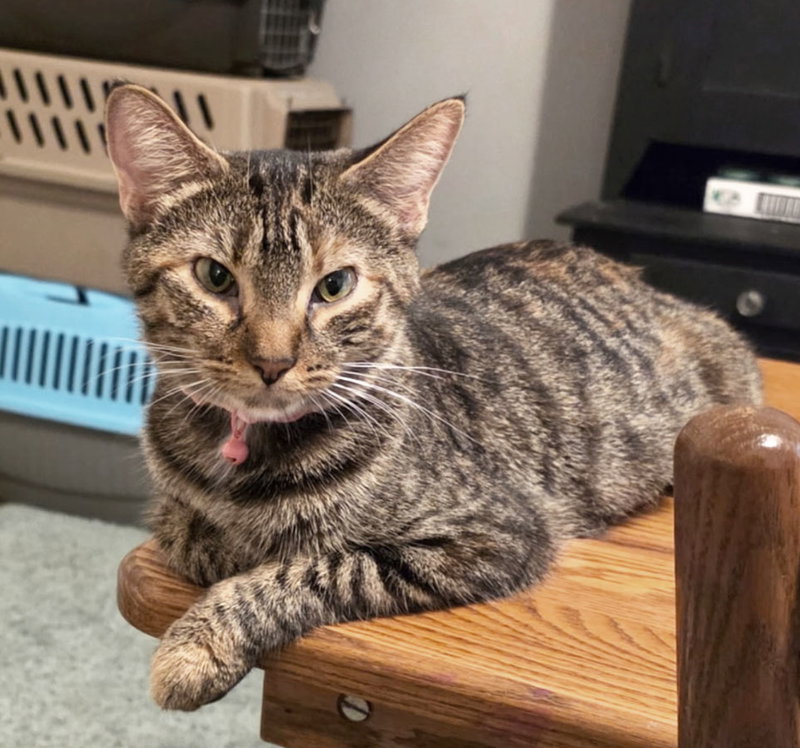 Poppy, photo 2