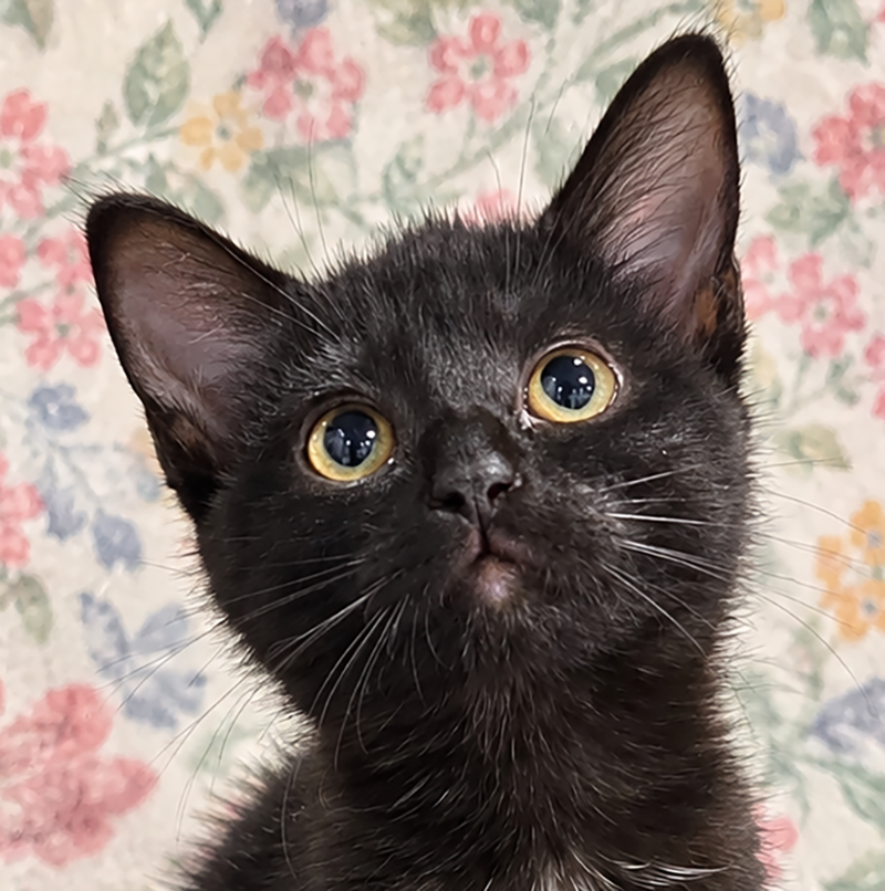 Kitten Sake, a female kitten up for adoption